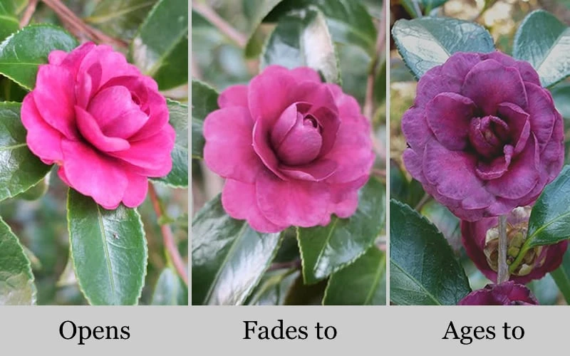 Green's Blues Dwarf Camellia Sasanqua - 1 Gallon Pot - Image 4