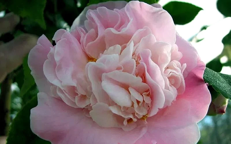 High Fragrance Camellia Hybrid - 3 Gallon Pot - Image 4
