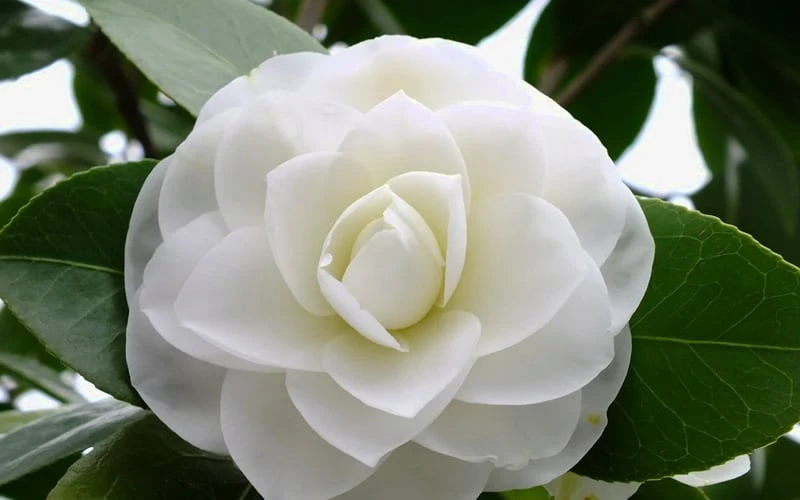 Morning Glow Camellia Japonica - 3 Gallon Pot - Image 4