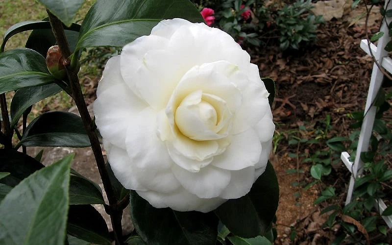 Morning Glow Camellia Japonica - 3 Gallon Pot - Image 5