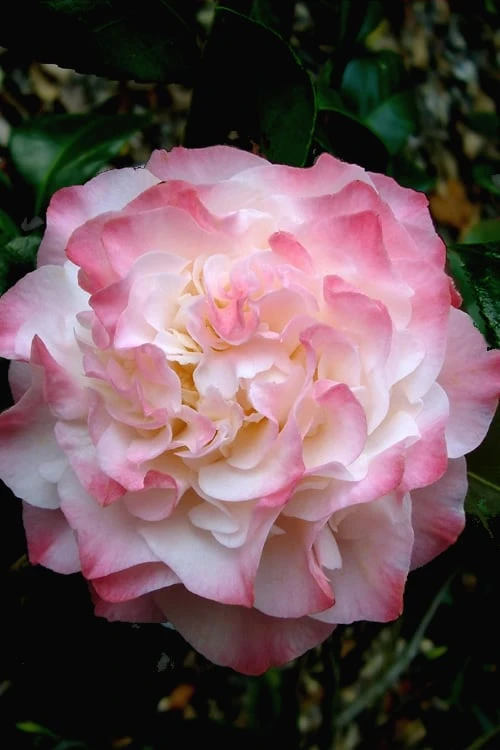 Nuccio's Jewel Camellia Japonica - 3 Gallon Pot