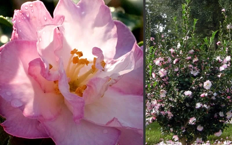 October Magic Orchid Camellia - 3 Gallon Pot - Image 4