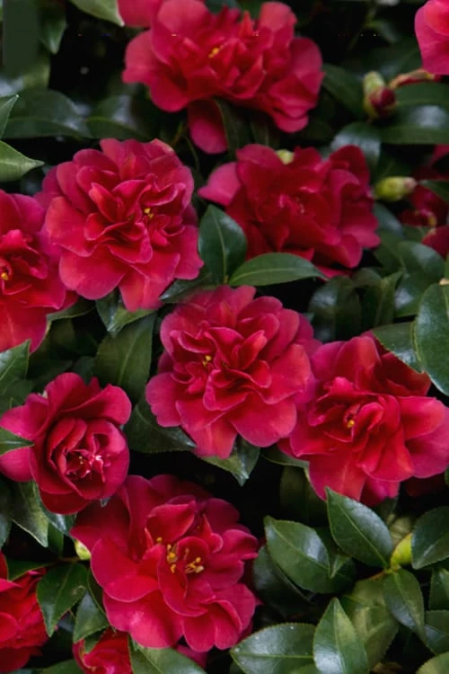 October Magic Ruby Camellia - 7 Gallon Pot - Image 6