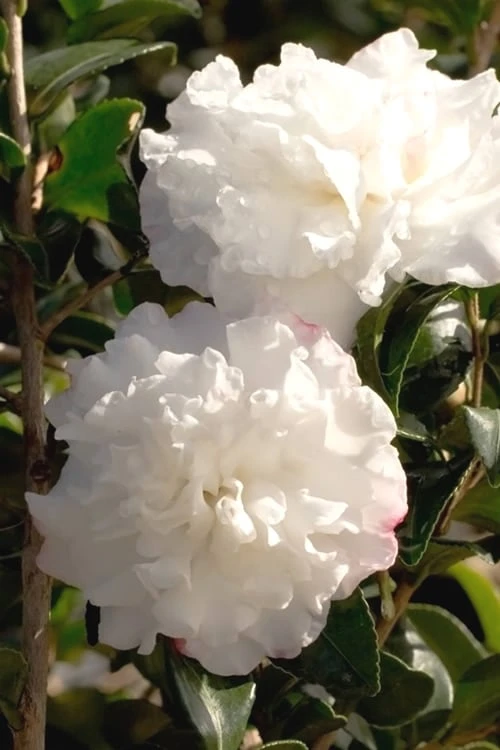 October Magic Snow Camellia - 3 Gallon Pot - Image 4