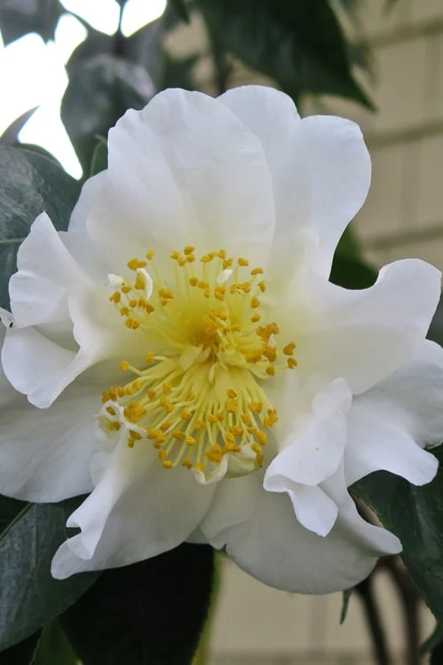 Silver Waves Camellia Japonica - 3 Gallon Pot - Image 4