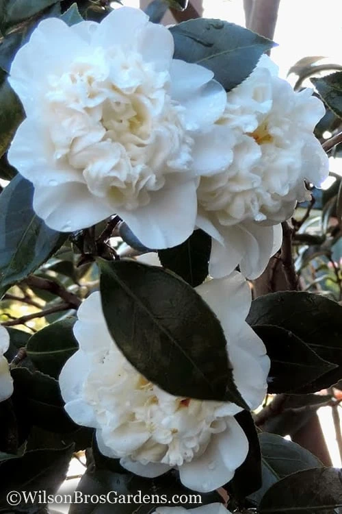 Fifth Avenue White Camellia Japonica - 1 Gallon Pot - Image 4