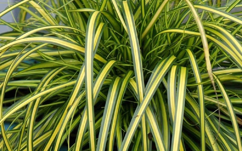 Evercolor Eversheen Carex - 1 Gallon Pot - Image 4