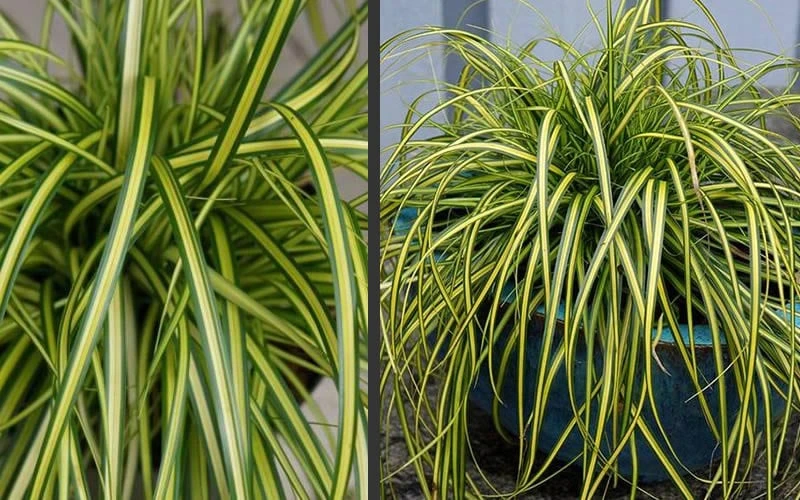 Evercolor Eversheen Carex - 1 Gallon Pot - Image 5