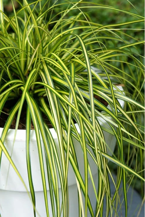 Evercolor Eversheen Carex - 1 Gallon Pot