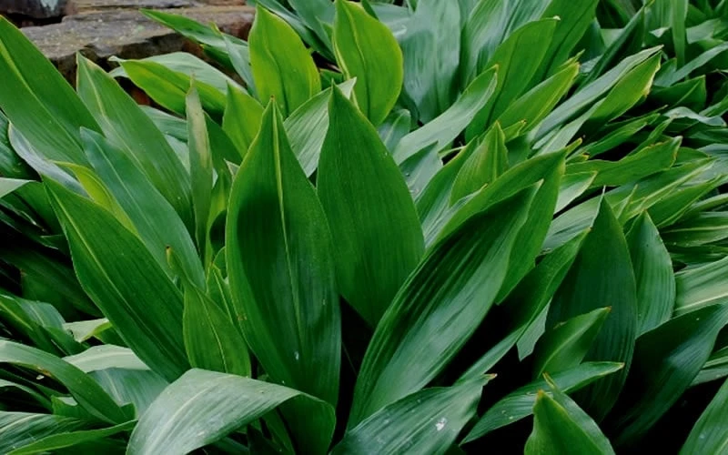 Cast Iron Plant - 2 Gallon Pot - Image 5