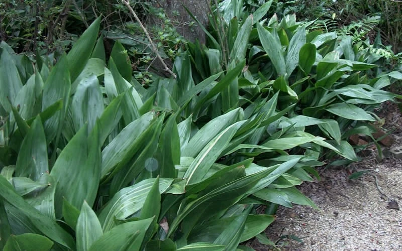 Cast Iron Plant - 2 Gallon Pot - Image 6