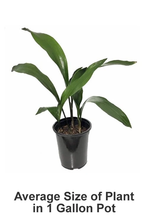 Cast Iron Plant - 2 Gallon Pot - Image 3