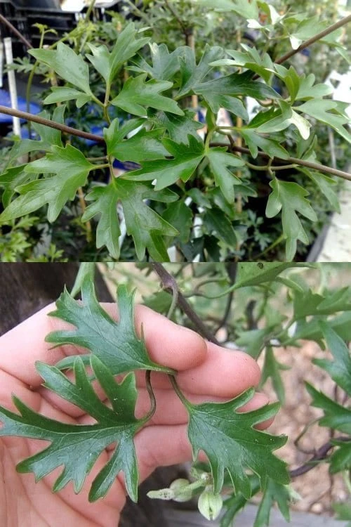 Avalanche Evergreen Clematis - 2 Gallon Pot - Image 6