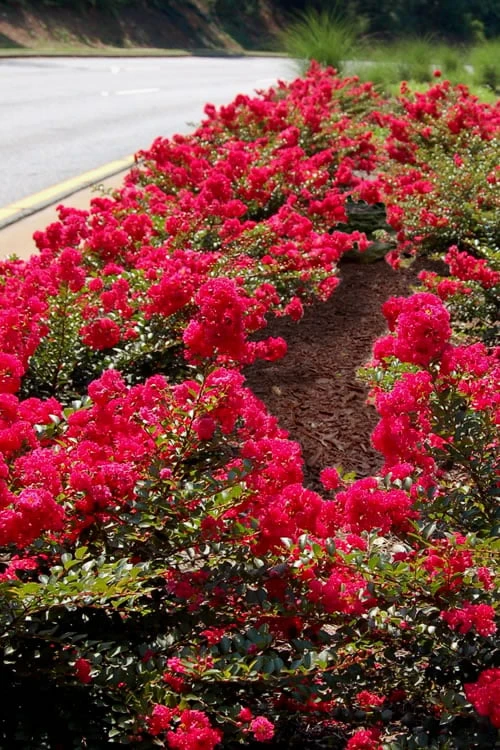 Cherry Dazzle Dwarf Crape Myrtle - 2 Gallon Pot - Image 6
