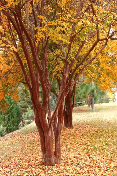 Natchez White Crape Myrtle - 3 Gallon Pot - Image 4