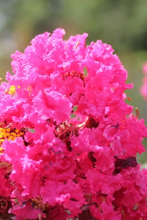 Pink Velour Crape Myrtle Tree - 3 Gallon Pot - Image 4