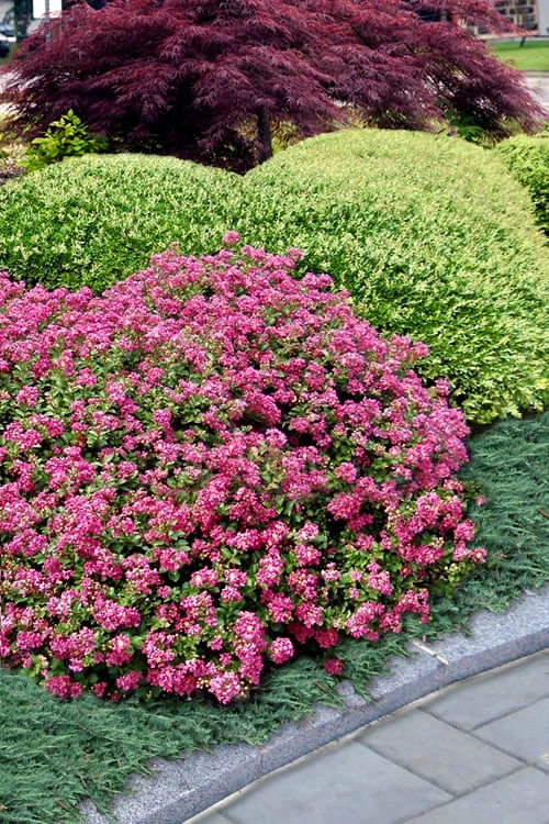 Pocomoke Dwarf Crape Myrtle - 6 Pack Of 1 Gallon Pots - Image 4