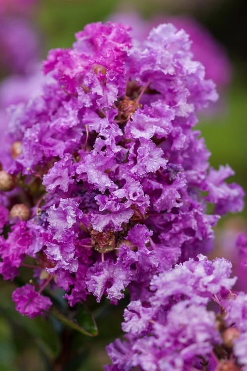 Purple Magic Crape Myrtle Tree (Single Trunk) - 7 Gallon Pot (6-7') - Image 4
