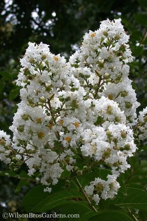 Sarah's Favorite Crape Myrtle - 1 Gallon Pot