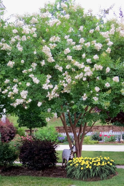 Sarah's Favorite Crape Myrtle - 1 Gallon Pot - Image 4