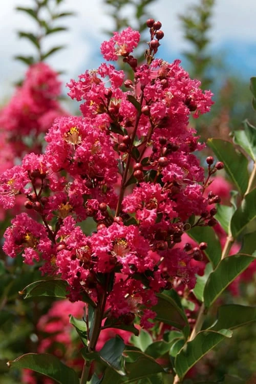 Tonto Red Crape Myrtle - 7 Gallon Pot (3-4') - Image 4