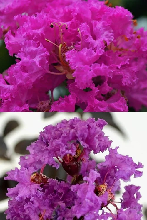 Twilight Purple Crape Myrtle (Single Trunk Tree) - 3 Gallon Pot - Image 6