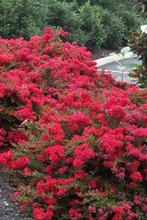 Cherry Dazzle Dwarf Crape Myrtle - 2 Gallon Pot
