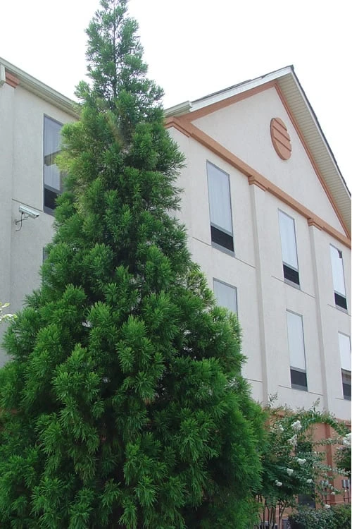 Radicans Cryptomeria (Japanese Cedar) - 3 Gallon Pot - Image 6