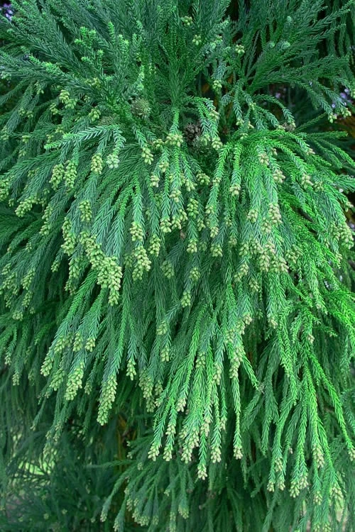 Radicans Cryptomeria (Japanese Cedar) - 7 Gallon Pot (3-4') - Image 5