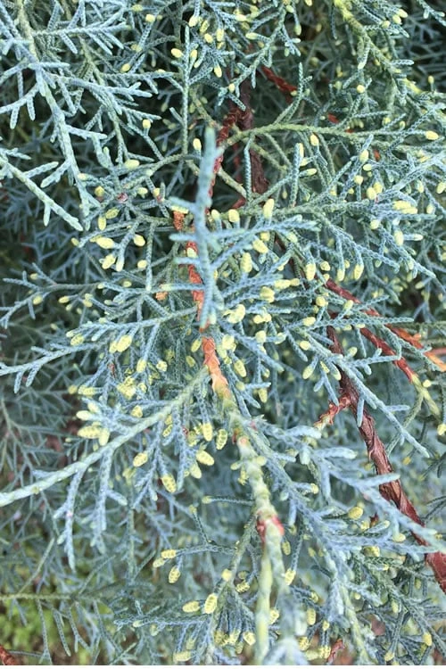 Carolina Sapphire Arizona Cypress - 7 Gallon Pot (3-4') - Image 5