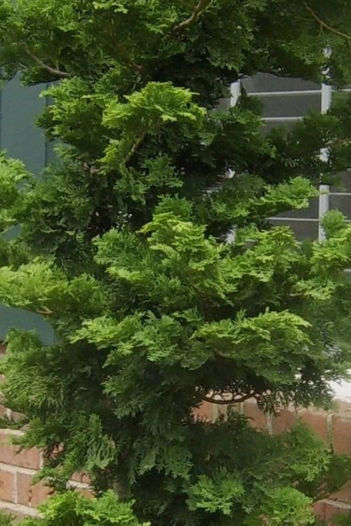 Slender Hinoki Cypress - 7 Gallon Pot (2-3') - Image 4