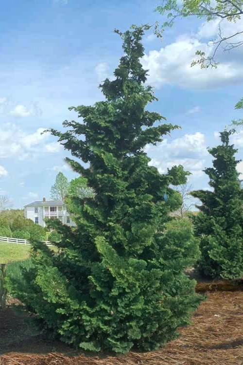 Slender Hinoki Cypress - 7 Gallon Pot (2-3') - Image 5