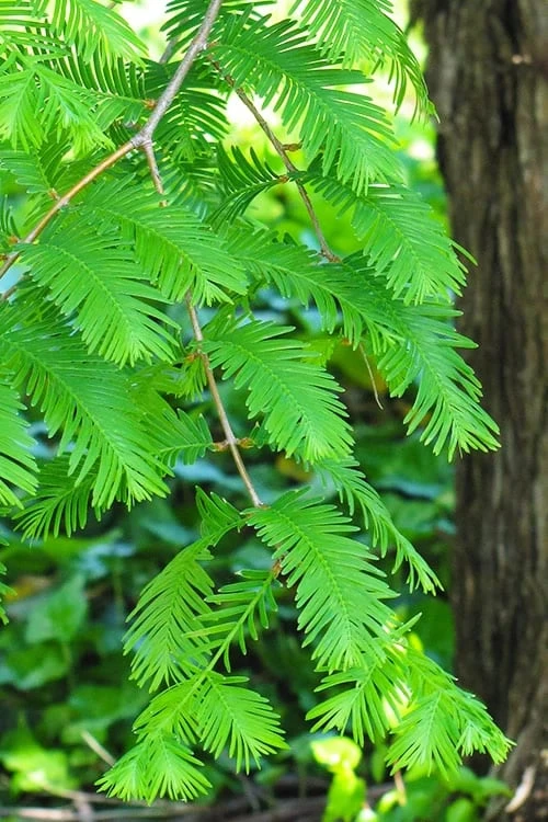 Dawn Redwood Tree (Metasequoia Glyptostroboides) - 1 Gallon Pot - Image 4