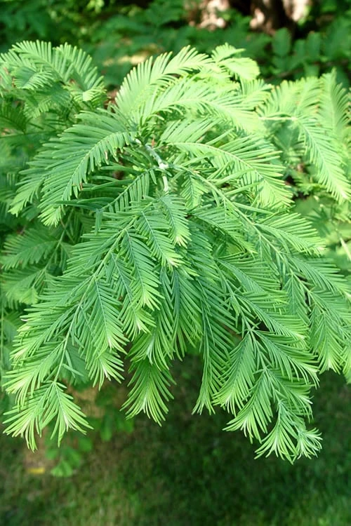 Dawn Redwood Tree (Metasequoia Glyptostroboides) - 1 Gallon Pot - Image 7