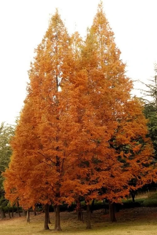 Dawn Redwood Tree (Metasequoia Glyptostroboides) - 1 Gallon Pot - Image 5