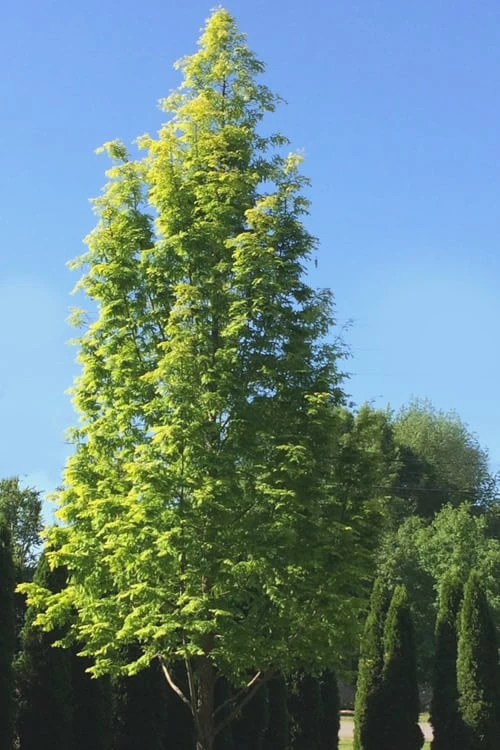 Dawn Redwood Tree (Metasequoia Glyptostroboides) - 1 Gallon Pot - Image 8