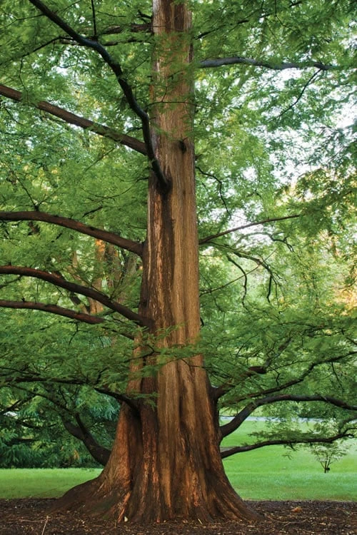 Dawn Redwood Tree (Metasequoia Glyptostroboides) - 1 Gallon Pot - Image 6