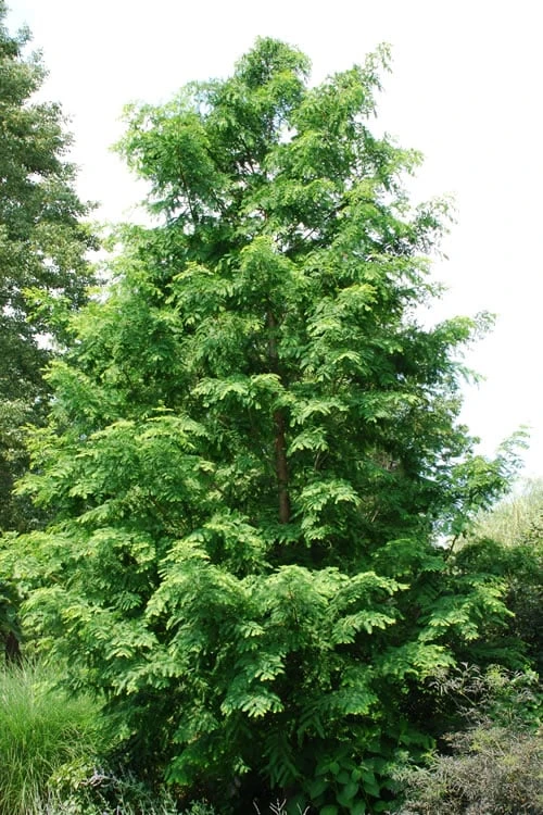 Dawn Redwood Tree (Metasequoia Glyptostroboides) - 1 Gallon Pot