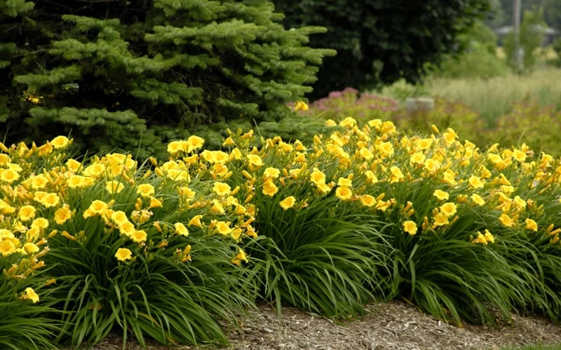 Stella De Oro Daylily - 1 Gallon Pot - Image 4