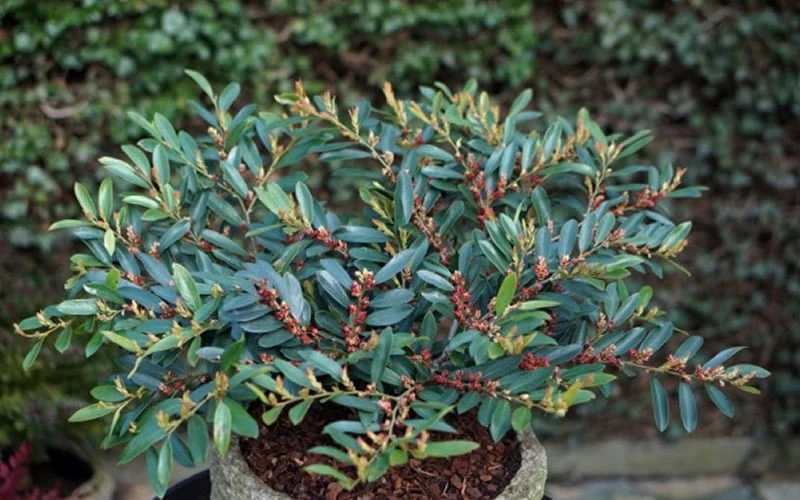 Blue Cascade Evergreen Witch Hazel (Distylium) - 3 Gallon - Image 6