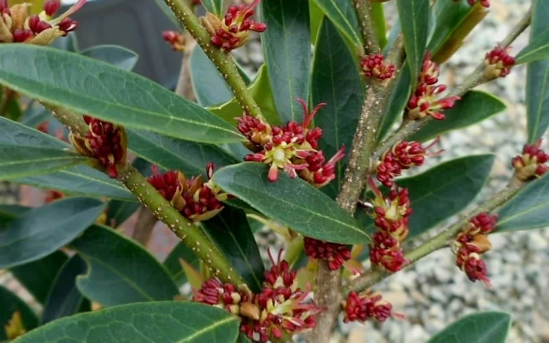 Blue Cascade Evergreen Witch Hazel (Distylium) - 3 Gallon - Image 5