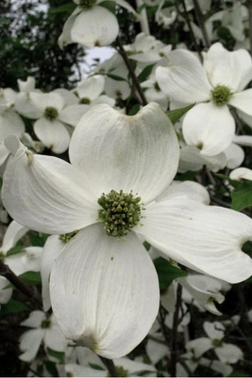 Jean's Appalachian Snow White Dogwood Tree - 5 Gallon Pot - Image 6