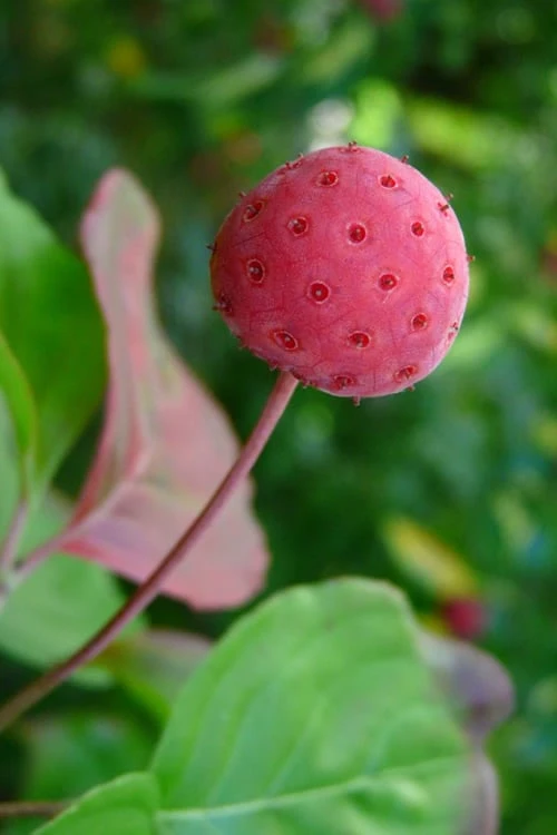 Pink Chinese Dogwood - Cornus Kousa 'Satomi' - 3 Gallon Pot - Image 7
