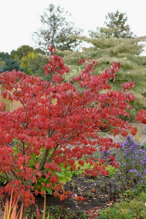Pink Chinese Dogwood - Cornus Kousa 'Satomi' - 3 Gallon Pot - Image 6