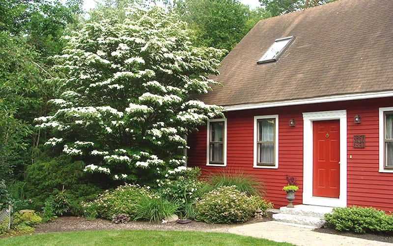 White Kousa Chinese Dogwood - Cornus Kousa - 2 Gallon Pot - Image 5
