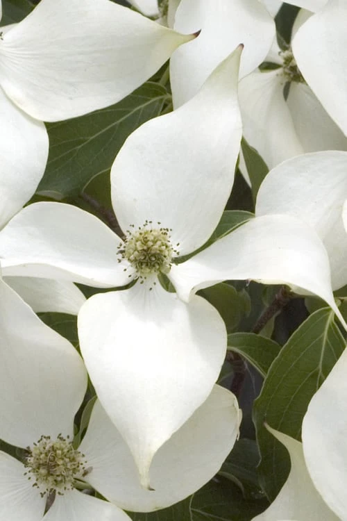 White Kousa Chinese Dogwood - Cornus Kousa - 2 Gallon Pot - Image 6