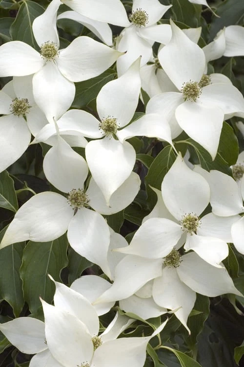 White Kousa Chinese Dogwood - Cornus Kousa - 2 Gallon Pot