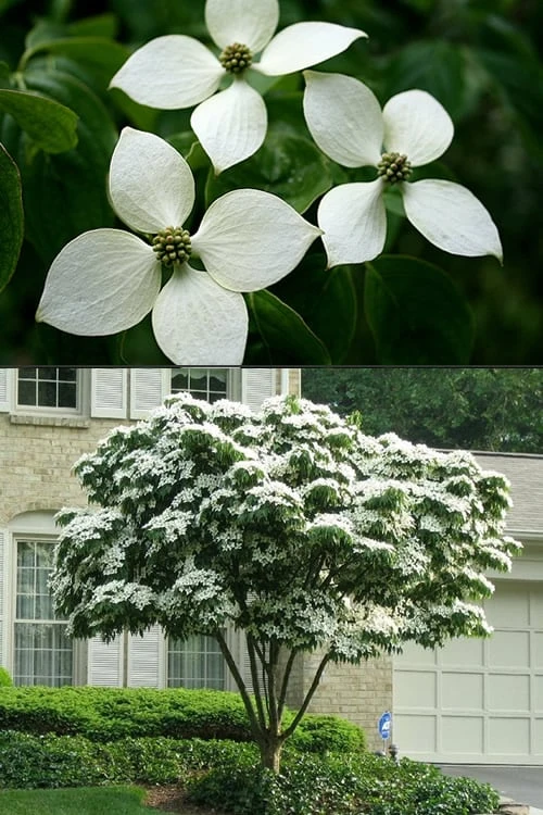 White Kousa Chinese Dogwood - Cornus Kousa - 2 Gallon Pot - Image 7