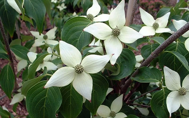 White Kousa Chinese Dogwood - Cornus Kousa - 2 Gallon Pot - Image 8