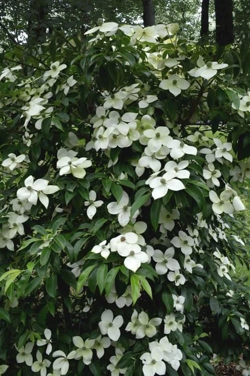 Empress Of China Dogwood - 7 Gallon Pot (4-5') - Image 5